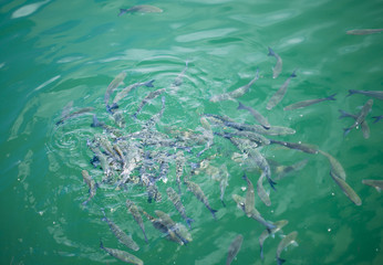 fish in water
