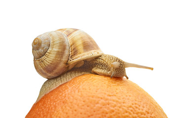 snail on an orange