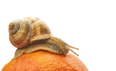 snail on an orange