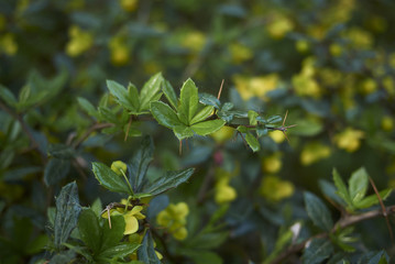 Obraz premium Berberis candidula