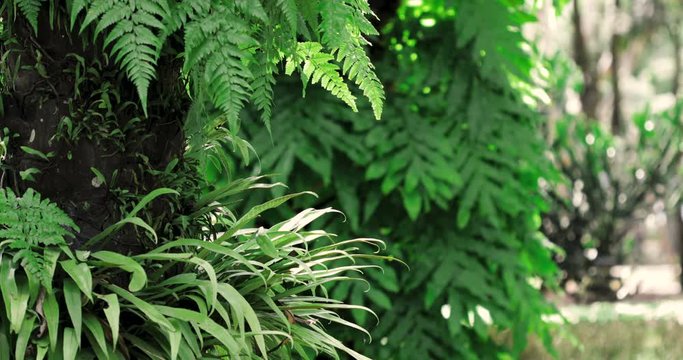 Nature fresh tropical green leaf in  garden ,4K Dci resolution