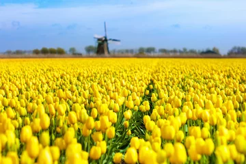 Fotobehang Tulpenvelden en windmolen in Holland, Nederland. © famveldman