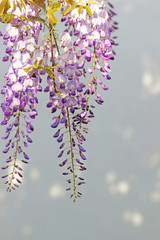 Fototapeta na wymiar blue wisteria blossoms in front of a bright background