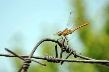 A dragonfly sits on a fence against the background of the sky and trees. A dragonfly sits on a wire. The background is blurred.
