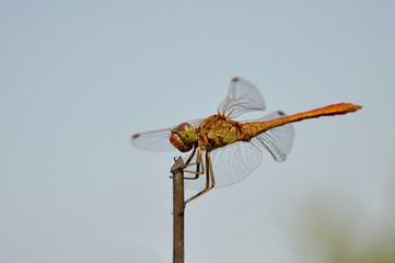 A dragonfly sits on a fence against the blue sky. The dragonfly sits on a wire.
