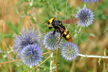 Flower echinops in the field. Insect Scolia maculata on the globe Thistle.