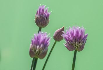 Schnittlauch - Blüten und Knospen vor grünem Hintergrund