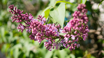 Lilac blossom, spring comes