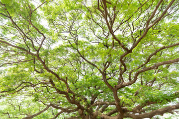 Forest tree nature green wood on sky and sunlight pattern background