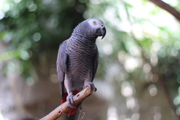 Black and white parrot on a branch