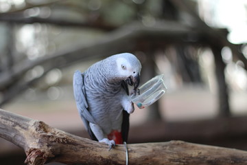 Obraz premium Black and white parrot eating On the branch