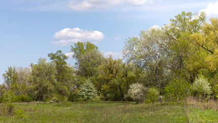 Fototapeta na wymiar Spring landscape on a sunny day.