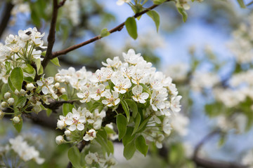 white pear blossoms