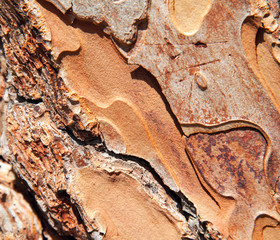 Pine's bark