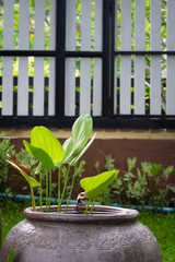 Green tropical leaves in water jar in a garden.