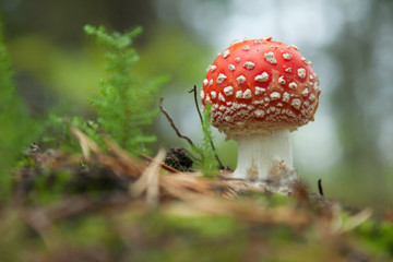 Fly agaric growing in a wood