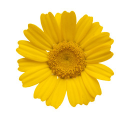 Obraz premium yellow garland chrysanthemum