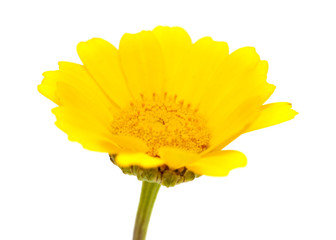 yellow garland chrysanthemum