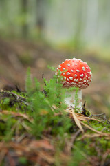 Fly agaric growing in a wood