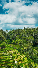 Obraz premium Ubud, Bali