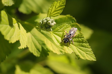 wild bee on green leaf