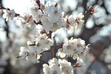  flowering apricot tree in spring