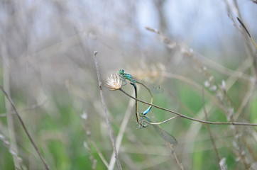 Dragonfly love