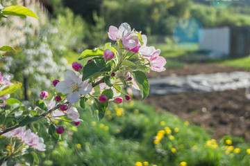 Blossomed apple tree