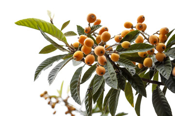 branches of loquat on white background