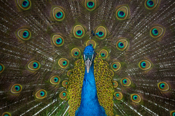 male peacock displaying