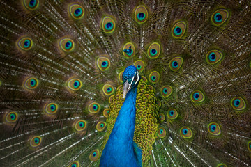 male peacock displaying