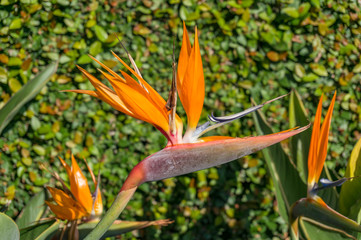 Fototapeta na wymiar Bird of paradise exotic flower