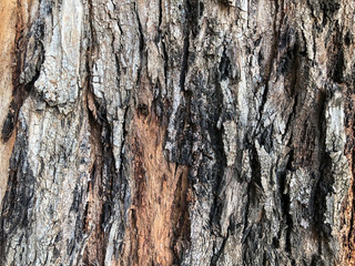 Beautiful old tree in the park. Texture background close up view
