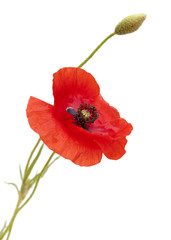 red poppy isolated