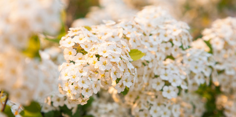 Blossoming bush of Spiraea