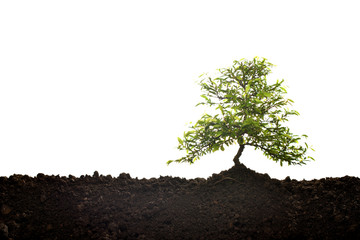 Small tree growing out from soil isolated on white background