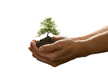 Hands holding and caring a small tree isolated on white background