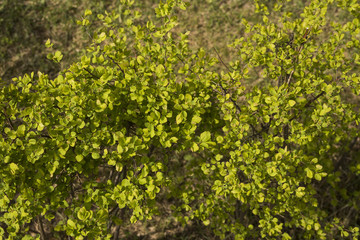 Green decorative shrub is with unblown bud