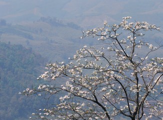 Blooming white orchid Tree or  butterfly tree flower (Bauhinia variegata) with layer of mountain background at  Doi Pha Tang, Chiang Rai, Thailand