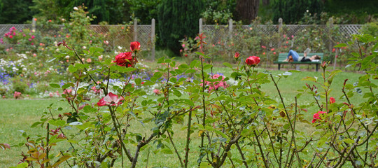 Roses garden in Golden Gate Park San Francisco