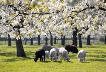 sheep and lambs graze in green spring grass under blossoming cherry trees near utrecht in the netherlands - obrazy, fototapety, plakaty