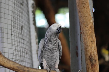 Obraz premium Black and white parrot on a branch
