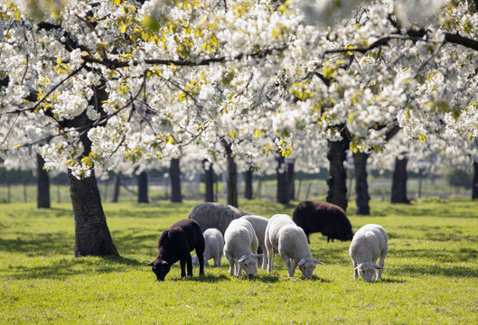 sheep and lambs graze in green spring grass under blossoming cherry trees near utrecht in the netherlands