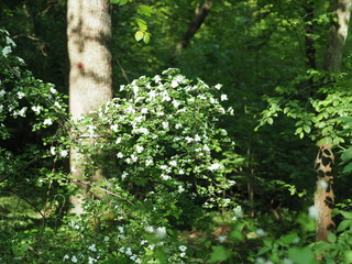 Weißdorn im Buchenwald - Hawthorn in the beech forest