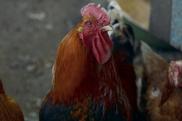 graceful Italian cock