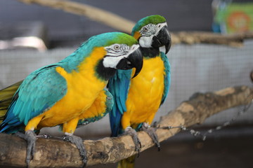 Blue parrot caught on branch.