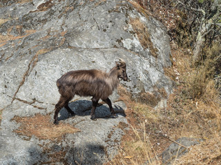 Wild goat on a rock in Khumbu region of eastern Nepal.