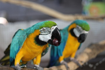 Blue parrot eating food On the branches