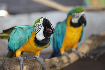 Blue parrot eating food On the branches