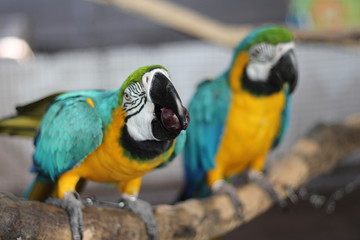 Blue parrot eating food On the branches